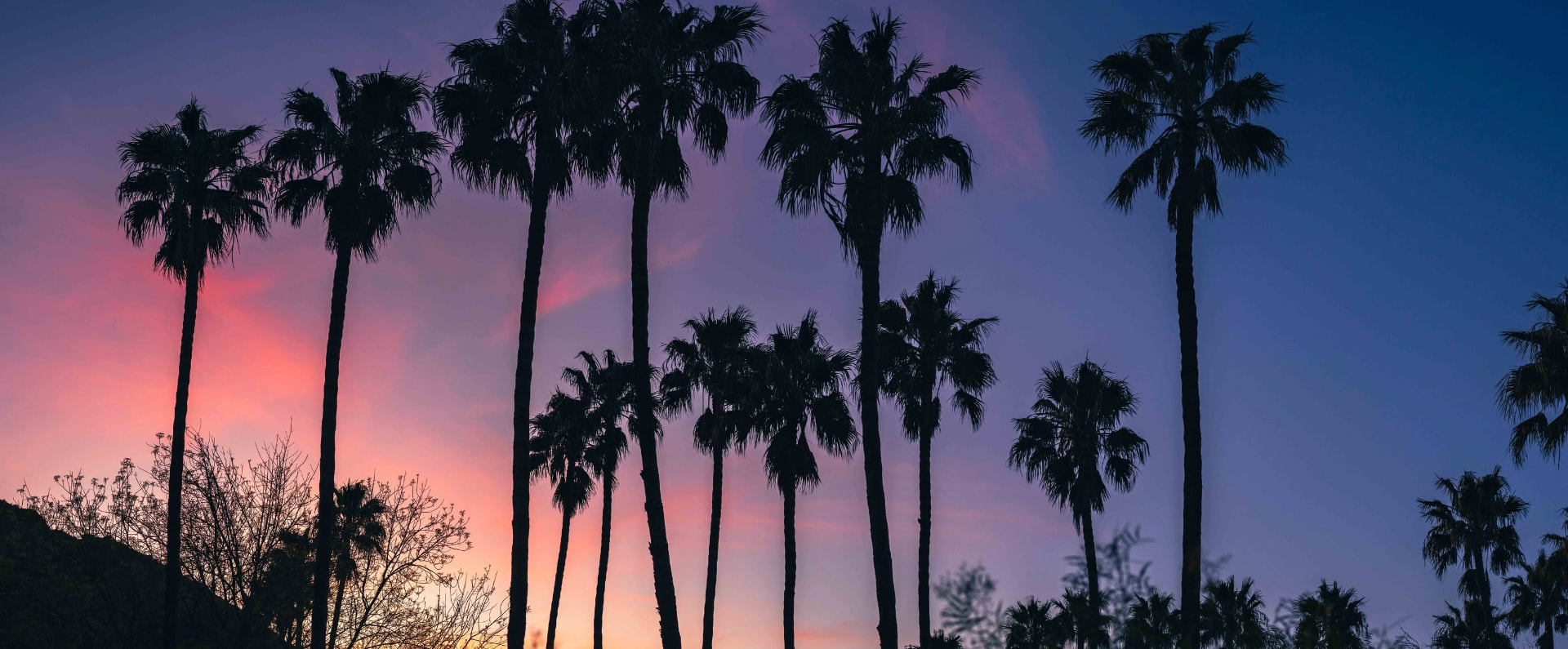 Palmeras del cañón de La Misión al atardecer